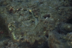 Syngnathidae