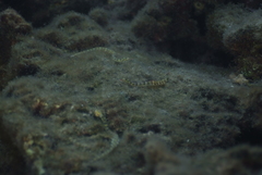 Syngnathidae