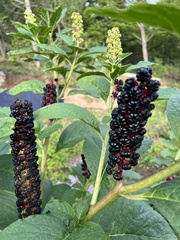 Phytolacca acinosa