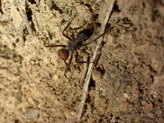 Camponotus cruentatus