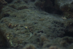 Syngnathidae