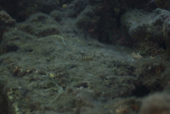 Syngnathidae