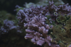Montipora