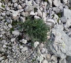 Achillea clavennae