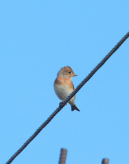 Fringilla montifringilla