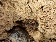 Camponotus cruentatus