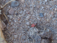 Lygaeoidea
