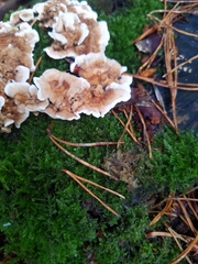 Stereum gausapatum