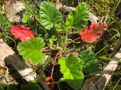 Pelargonium rodneyanum