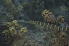 Aulostomus chinensis