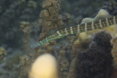 Aulostomus chinensis