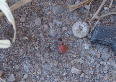 Lygaeoidea