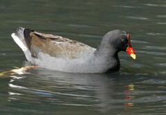Gallinula tenebrosa