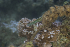 Aulostomus chinensis