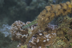 Aulostomus chinensis