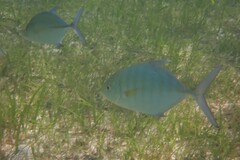 Ferdauia ferdau