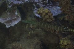 Aulostomus chinensis