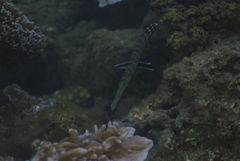 Aulostomus chinensis