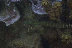Aulostomus chinensis