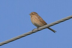 Emberiza schoeniclus