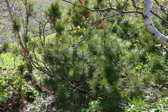 Pinus pumila