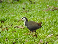 Amaurornis phoenicurus