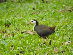 Amaurornis phoenicurus