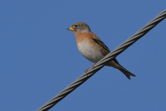 Fringilla montifringilla