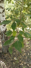 Salix cinerea