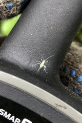 Euceraphis