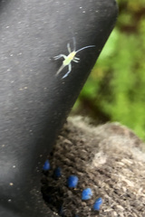 Euceraphis