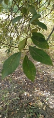 Salix cinerea