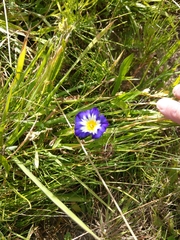 Convolvulus tricolor