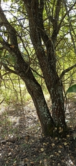 Salix cinerea