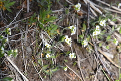 Draba cana