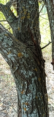 Salix cinerea