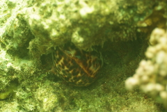 Cypraea tigris