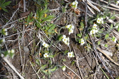 Draba cana