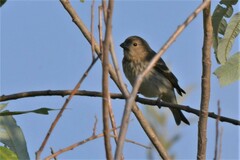 Carpodacus erythrinus
