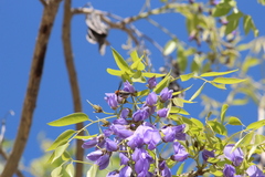 Megachilini