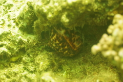Cypraea tigris