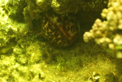 Cypraea tigris
