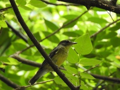 Ficedula zanthopygia