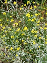 Sisymbrium officinale