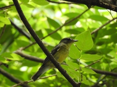 Ficedula zanthopygia