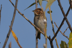Emberiza pusilla
