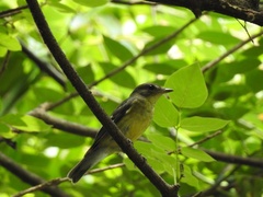 Ficedula zanthopygia