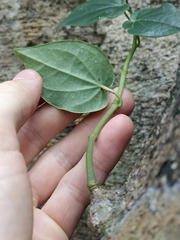 Piper hederaceum