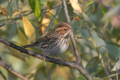 Emberiza pusilla