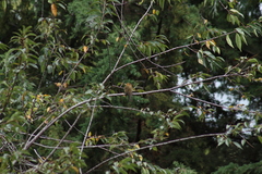 Mitrephanes phaeocercus